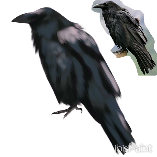 Raven Drawing (fillerrrrr) #raven #drawing