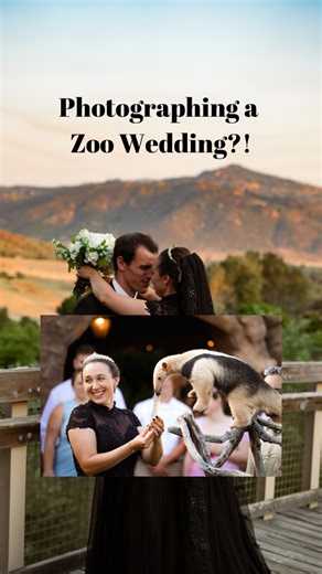 Should you have a zoo wedding? The answer is heck yeah 👏🏻🦍 #zoowedding #sandiego #weddingphotography | Lynea D'Aprix