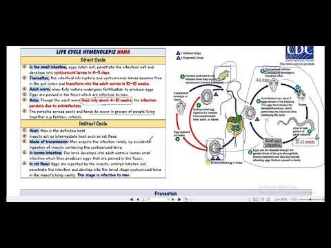 hymnolipis and echinococcus