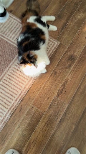 The Oreo Cat on Reels