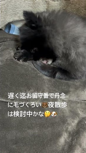 遅く迄お留守番で丹念に毛づくろい#ポメラニアン #可愛い #犬のいる生活 #お散歩 #子犬 #お散歩 #cute #perros #愛犬 #pomeranian #癒し #毛づくろい