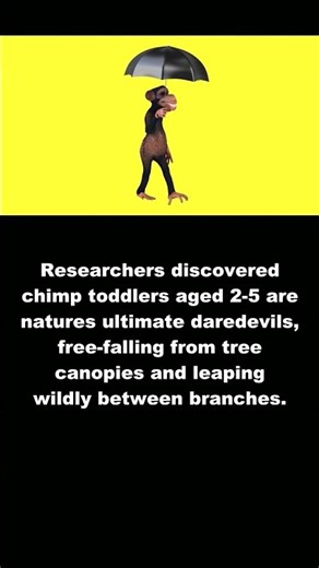 Chimpanzee: Chimp Toddlers: Natures Tiny Daredevils #Shorts