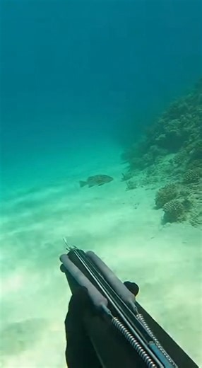🔥⚡ Pure Spearfishing Energy Underwater 🌊🤿 #Spearfishing #DeepSeaFishing #UnderwaterLife #FishingReels #Trending | Eduscol.Tunisie