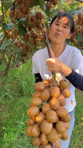 Kiwi fruit farm and harvest activity #agriculture #farming #fruit #farm #kiwi