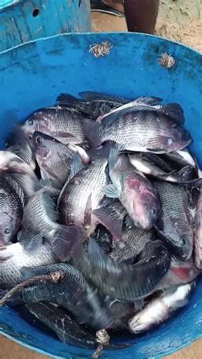 Tarifs de poisson frais : jusqu'à 2800 par kilo