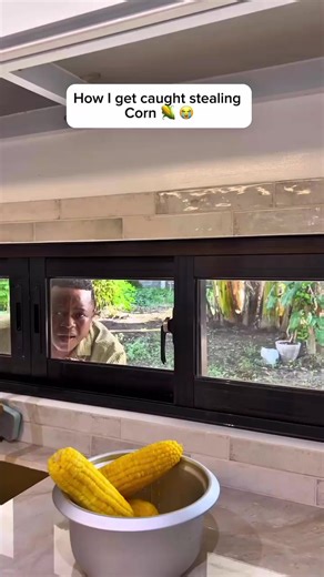 Caught Stealing Corn: A Humorous Story