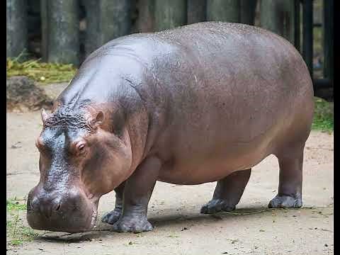 Hippo Sound Effects 🦛 🔊