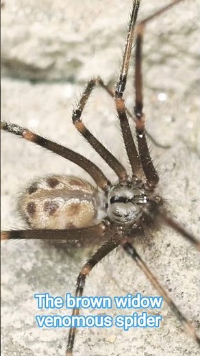 The brown widow insect is a venomous spider #spider #insects #trapdoorspider #funnelwebspiders