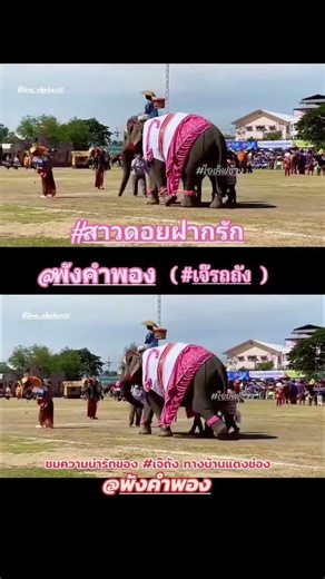 เจ๊ถังถังสาวดอยฝากรัก! #พังคำพอง #เจ๊ถัง #เจ๊ถังถัง #ช้าง #elephant #ไอเลิฟช้าง #elephants #ช้างไทย