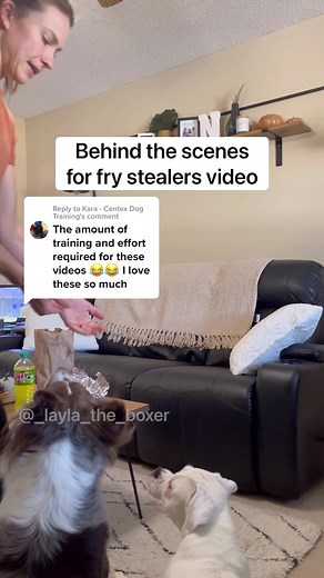 360K views · 10K reactions | More behind the scenes!  #funnydogs #dogskit #skit #dogactor #australianshepherd #heeler #whiteboxer #boxer #boxerdog #dogvideos #cutedogs #comedy #comedyskit #funnydogvideos #bts #behindthescenes | Layla the Boxer | Facebook
