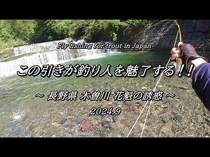引きの強さで魅了する！ 木曽 花魁アマゴ の誘惑～ (^^♪ 【 フライフィッシング 渓流釣り 長野県 木曽川 】