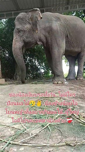 #ช้างป่วยที่ผ่าคลอด #elephant #พังบ่อทองน้องนารายณ์