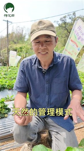 棉花田｜有機香水草莓 ｜科技農夫 美味顆顆精準