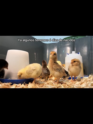 Cruz Family Farm on TikTok