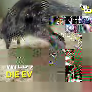 16M views · 1.3K reactions | It's time we put a stop to the exotic pet trade | Zinc | Facebook