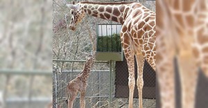 Tiny Newborn Giraffe Makes His Very First Appearance At The Denver Zoo