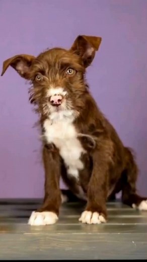 2.4K views · 67 reactions | Meet Falkor! He is a Terrier/Cattle Dog mix who is 15 weeks old. He is a sweet calm boy who loves to show off for you and present his toys. He is inquisitive and curious which makes him a joy to train. He has already learned sit and is almost potty trained! Falkor loves all people and is great with other dogs. Come in this weekend and make him a part of YOUR story. Lifeline Puppy Rescue Brighton, CO. www.lifelinepuppy.org | Lifeline Puppy Rescue | Facebook