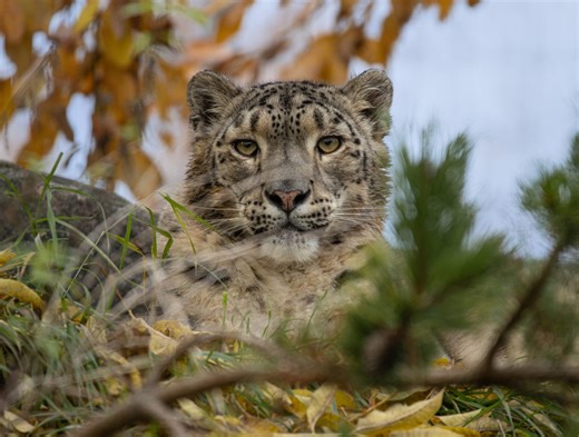 Six ‘snow leopards’ to watch for in the decade ahead