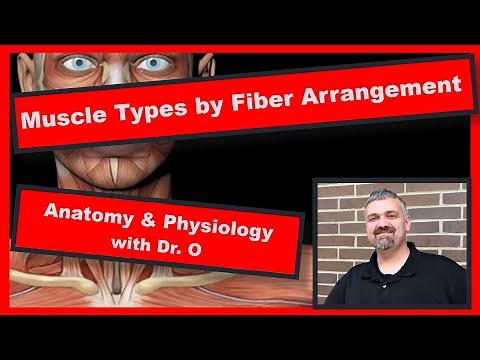 Muscle Types by Fiber Arrangement: Anatomy and Physiology