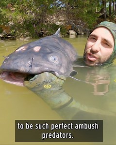 11K views · 111 reactions | Coyote's Fresh Water Fish Fest! | Brave Wilderness | Facebook