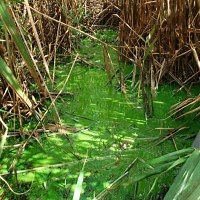 'Very Fast Death Factor' being released from algal blooms, scientists find - The Weather Network