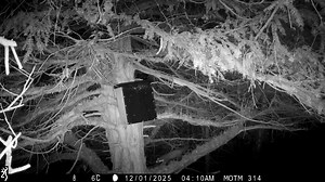 This is a pine marten den box that was installed as part of the ‘Martens on the Move’ project. There’s been regular visits from this pine marten - here’s hoping it chooses to move in….. | Scottish Borders Pine Marten Group