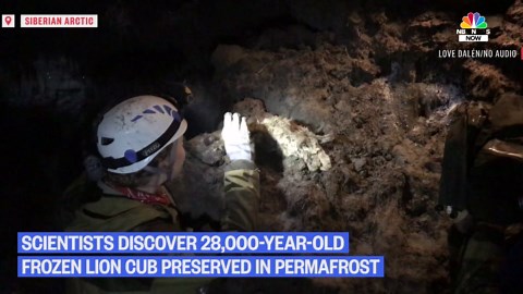 Scientists unveil extinct Ice Age lion cubs pulled from Russian permafrost