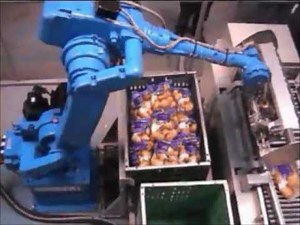 Motoman robots packing potatoes