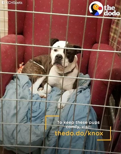 Shelter Dogs Get Couches From Total Strangers To Keep Them Comfy | The Dodo