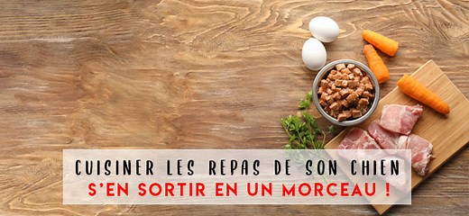 [2025] Alimentation maison pour chien: Comment s’en sortir en un morceau?