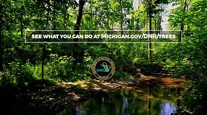 2K views · 50 reactions | Money doesn’t grow on trees, but state forests contribute billions of dollars and thousands of jobs to Michigan’s economy. Learn more at Michigan.gov/DNR/Trees | Michigan Department of Natural Resources | Facebook