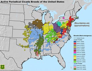5 maps showing where the periodical cicadas will be around the US