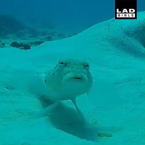 I've never seen a suspicious fish before... | LADbible