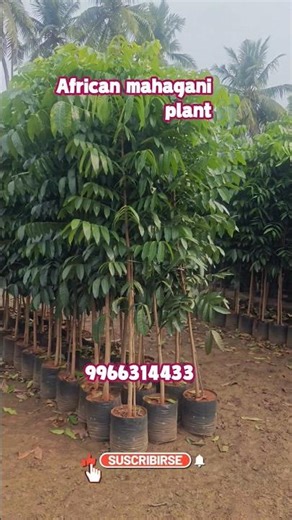 "African Mahogany Farming in India – Full Guide for Beginners"