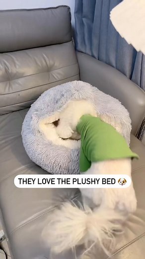 Transform Your Pet's Stress into Bliss. Click the comment below to shop now! | Animal Club