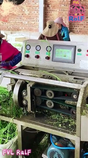 Lettuce stem cutting machine, used for fast cutting of lettuce stems