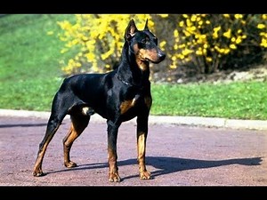 The Doberman Shepherd : Doberman + German Shepherd
