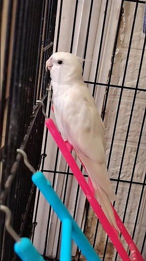 Adorable little chicky singing its heart out! ✨🎶 🦜❤️ #cockatielscraze