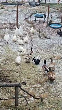 A CRUNCHY Morning! #WhittAcres #enjoynaturetoday #homesteadinglife