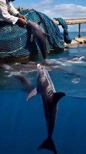 fisherman saves mother and baby whales #animals #whales | Arctic Sea Creatues