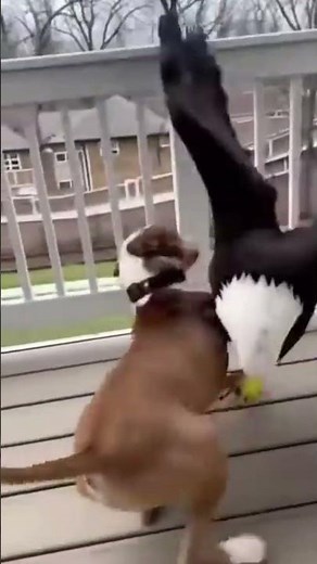 Eagle Attacks a Cat… But a Dog Rushes In! 독수리가 고양이를 덮쳤다… 그런데 개가 달려왔다!#dog #cat #eagle #고양이 #강아지