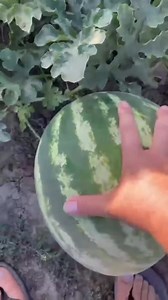 Watermelon harvesting: how to tell if your watermelon is ripe! 😍🍉 | iMaDe FARMs