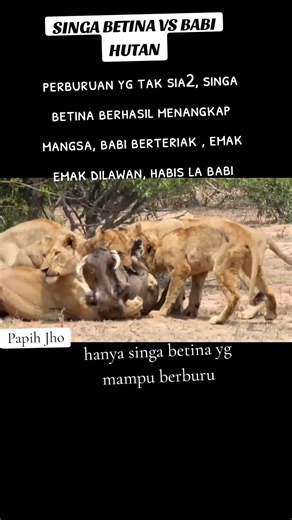 Singa Betina Berburu Babi Hutan dengan Sukses