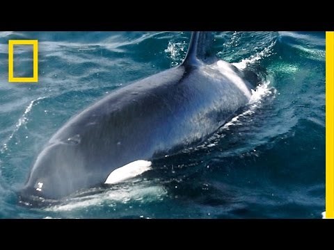 Killer Whales: Exxon Valdez Oil Spill Nearly Decimated This Pod (Part 2) | National Geographic