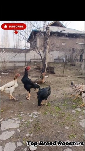 From Tiny Chick to Big Chicken – Unbelievable Growth!#rooster#chickens#babychicks#farmanimals