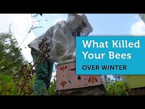 Why Did My Honey Bees Die Over Winter | Determining the Cause of a Dead Beehive