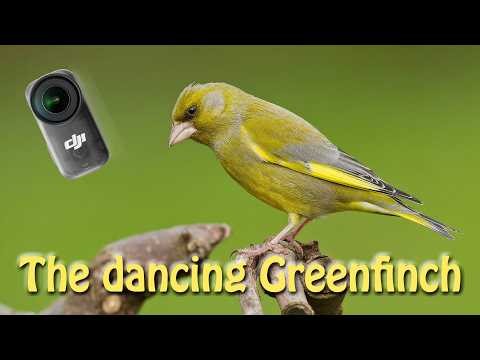 Breeding pair of Greenfinches spot hidden camera and dance