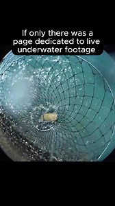 3.4K views · 19 reactions | The ReelView Fishing video system will truly transform the way you fish. If you're ready to scout new fishing spots, get footage up to 300ft deep, and capture crystal-clear footage, sign up on our website so you don't miss any campaign announcements!  https://bit.ly/ReelViewFishingFB | ReelView Fishing | Facebook