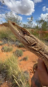 Releasing a Sand Goanna (Varanus gouldii flavirufus), male. Pilbara region, Western Australia. | Mick Fullerton Wildlife