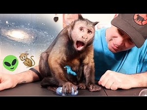 Capuchin Monkey Fascinated by Galaxy Slime!